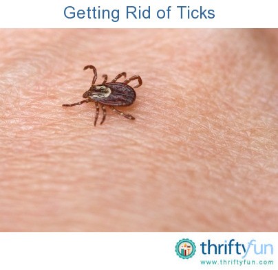 How To Get a Tick Off a Dog