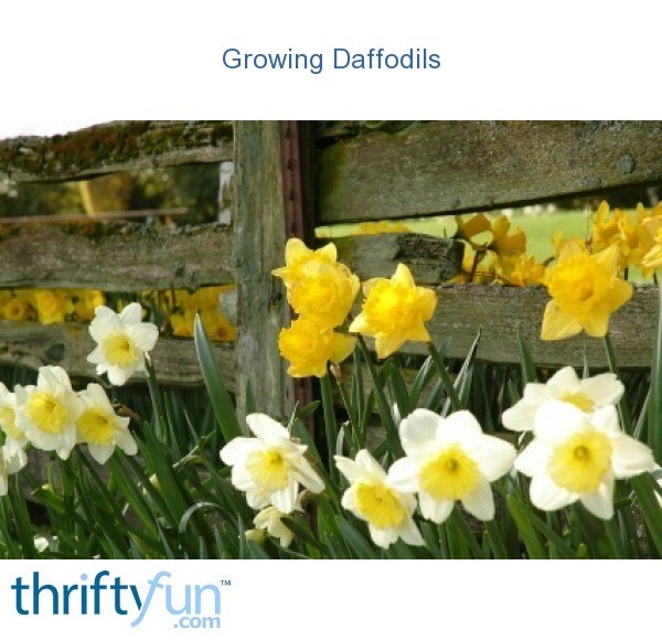 Tips for Growing Daffodils ThriftyFun