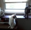 Homemade Cat Shelf