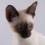 Siamese Kitten