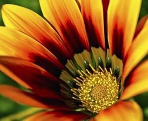 Orange and Yellow Flower