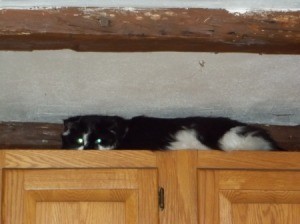 Cody (Cat)