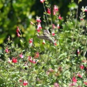 An Anna's Hummingbird in our English Garden