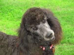 Kiara (Blue Standard Poodle)