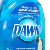 dawn for fleas