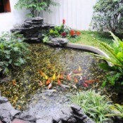 Controlling Algae in a Pond