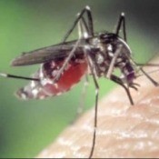 Garden Mosquito on Arm