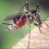 Garden Mosquito on Arm
