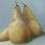 Pear Oil Painting