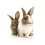 Pet Rabbits