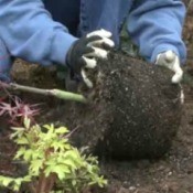Preparing a Root Ball for Planting