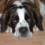 Saint Bernard