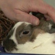 Woman Petting Rabbit