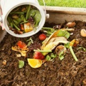 Compost Pile