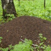 Ant Hill in Forest