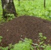 Ant Hill in Forest