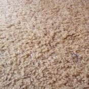 Cleaning Your Carpet Without a Machine