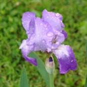 First Iris Blooms