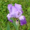 First Iris Blooms