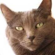 Burmese Cat