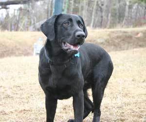 Labrador Retriever 1