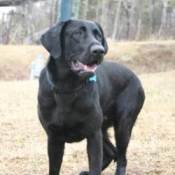 Labrador Retriever 1