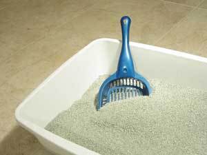 Litterbox Training