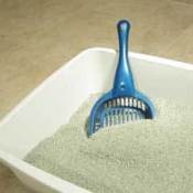 Litterbox Training