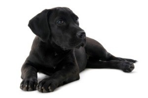 Labrador Retriever Breed Information and Photos