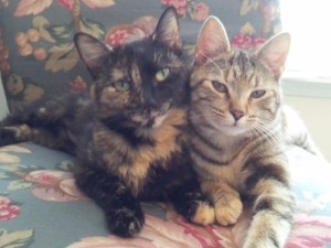 Meow Meow And Daisy (Cats) sitting on a flowered chair.