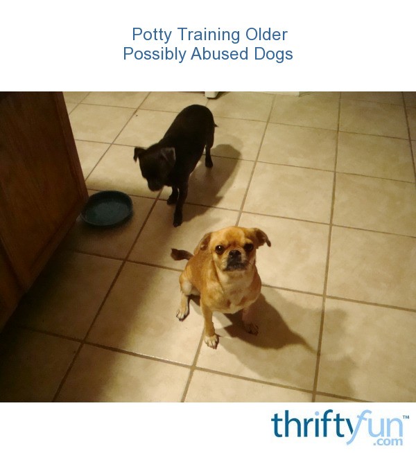 Potty Training Older Possibly Abused Dogs | ThriftyFun