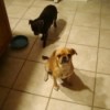 Two small dogs on floor.