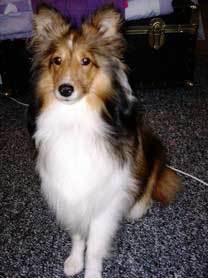 Shetland Sheepdog 1