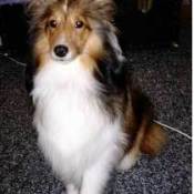 Shetland Sheepdog 1