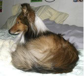 Shetland Sheepdog 2