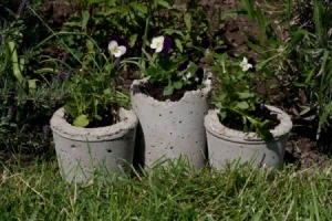 Pansies in Hypertufa Pots
