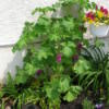 English mallow plant.