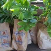 Paper bags for plant divisions.