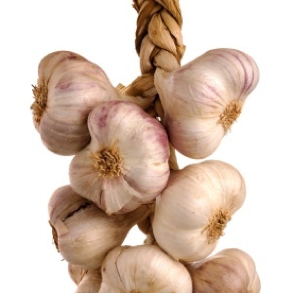 Fresh Garlic Braid | Gilroy Garlic
