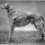 Scottish Deerhound