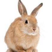 House Training a Rabbit