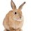 House Training a Rabbit