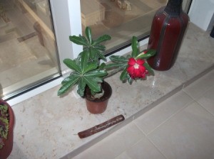 Plant with green leaves and red flower.