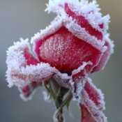 Photo of a rose with frost on it.