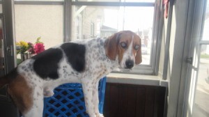 Nickels the Hound