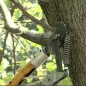 Clippers Pruning a Branch from a tree