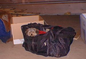 Ellie Mae in duffle bag.