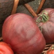 Tomatoes in Basket