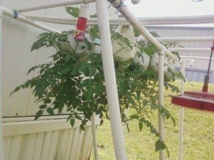 Hanging Tomatoes