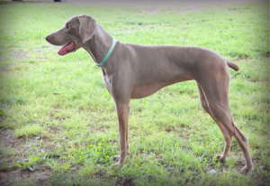 Roxie (Weimaraner)